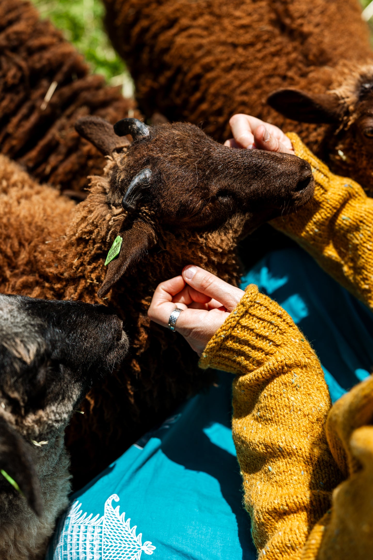 The Winter Lamb Sweater Kit