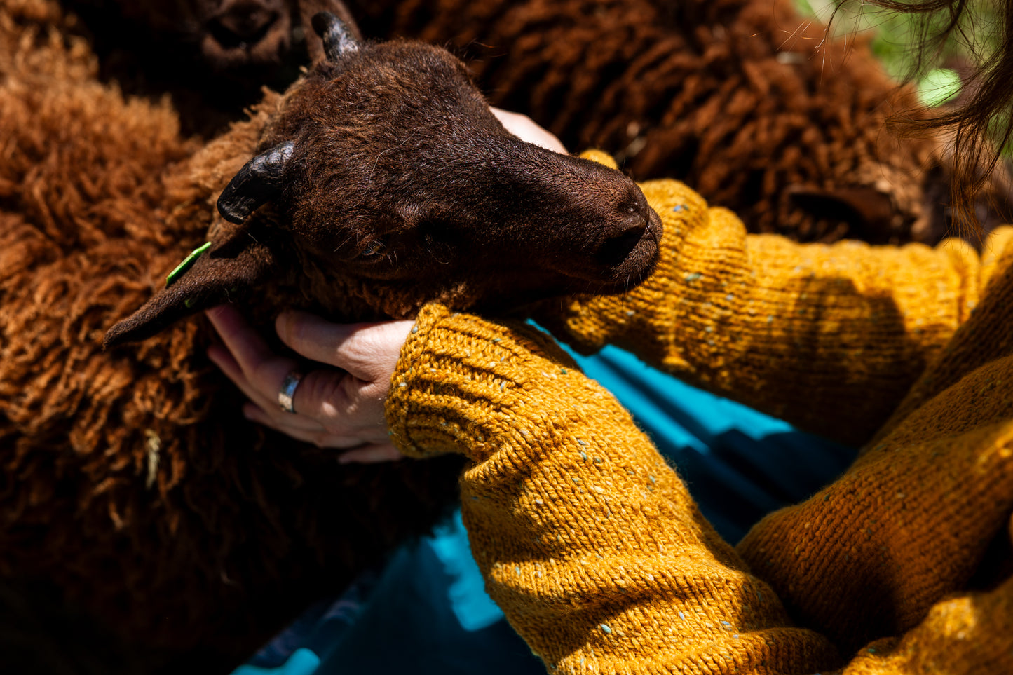 The Winter Lamb Sweater pattern